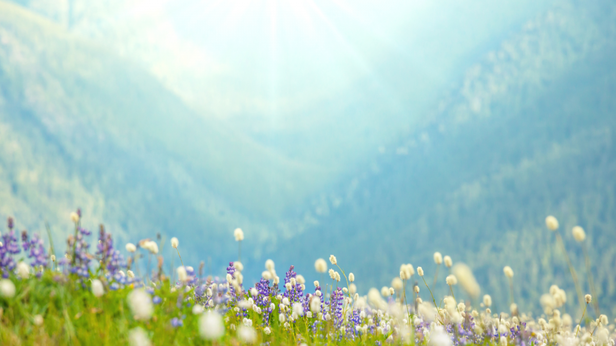 Terra : Le Coeur de la Vie et de l'Essence Divine